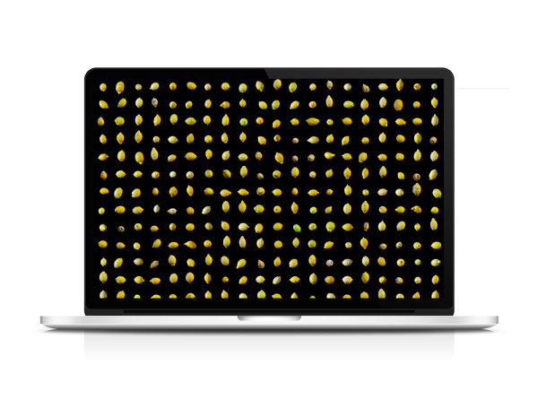 Lemon quality control dataset